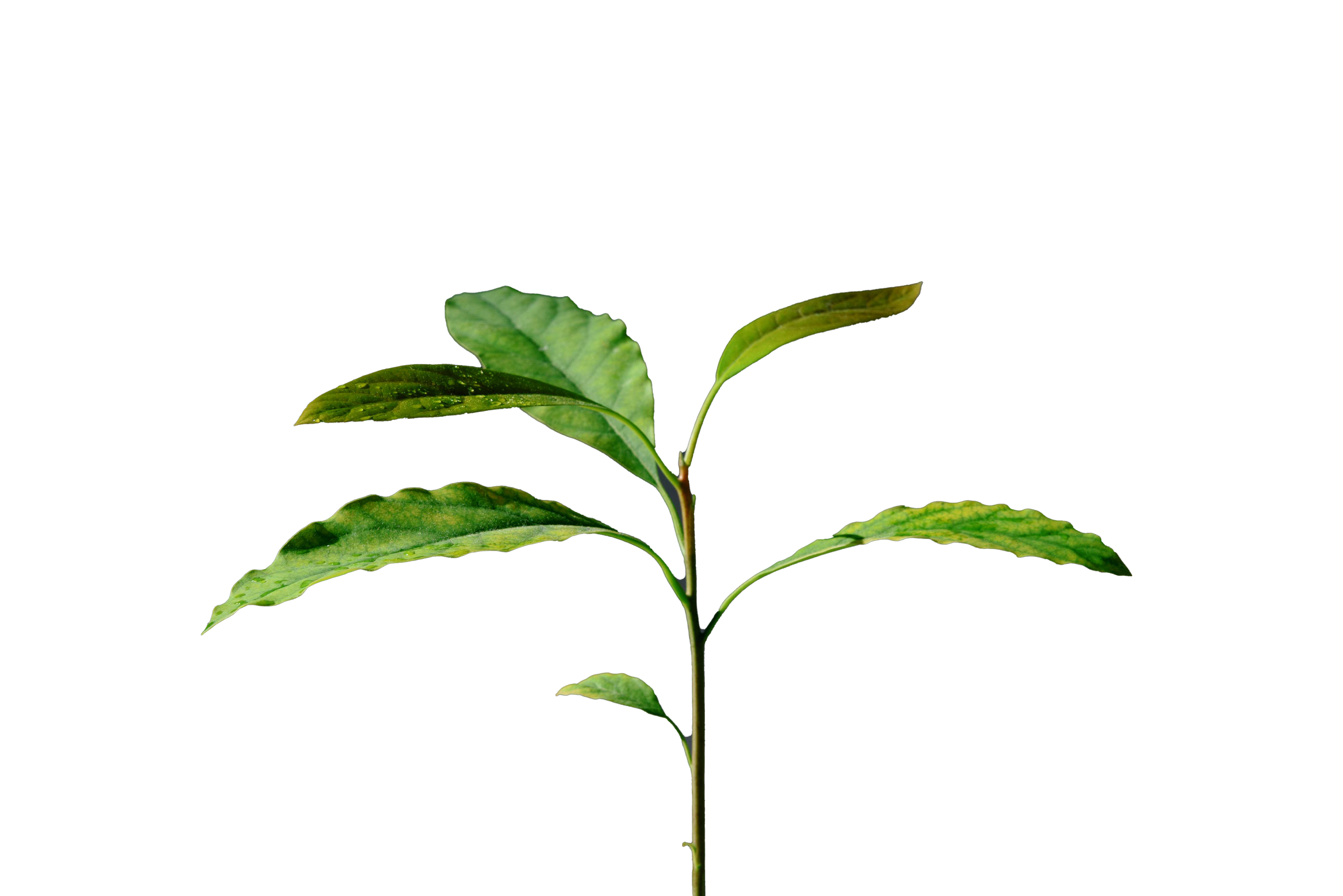 pexels-kseniachernaya-plante no background