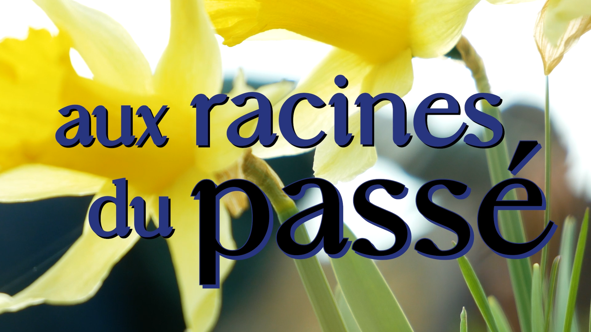 VIGNETTE aux racines du passé