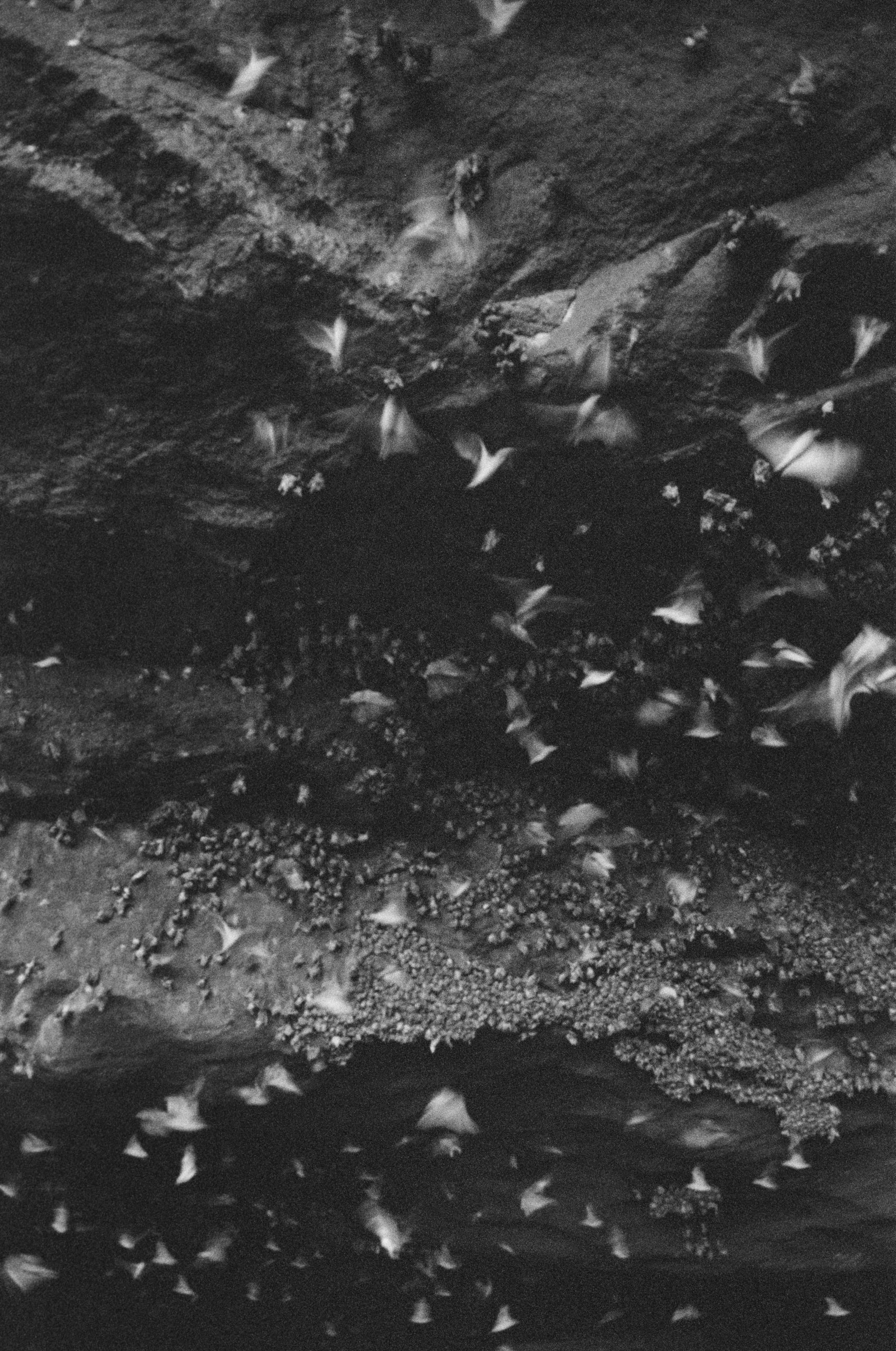 pexels-vladimir-konoplev-chauves-souris